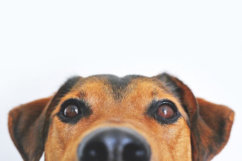 Safe at Home: 4 Reasons to Keep Fido out of the Kitchen While Cooking