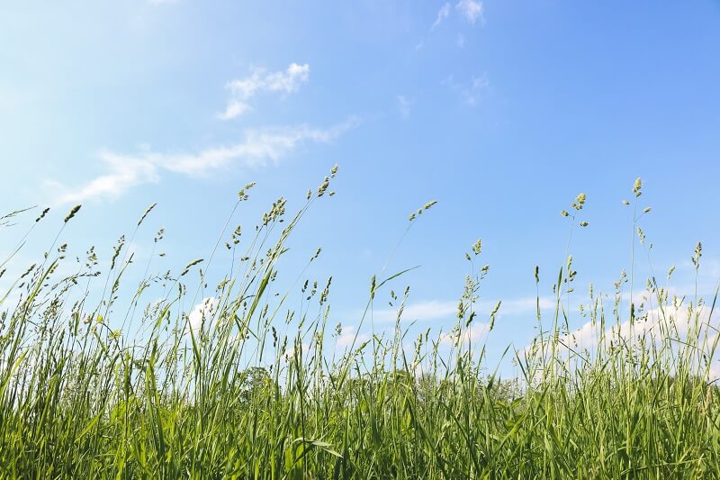 It’s Mow Time! 10 Tips for Safer Mowing when Grass Is Growing